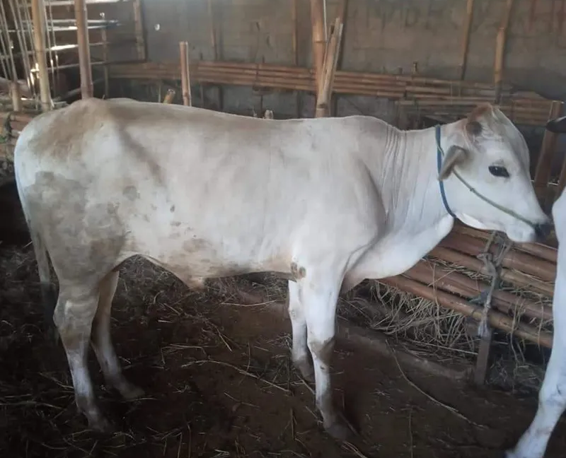 Sapi Sedang